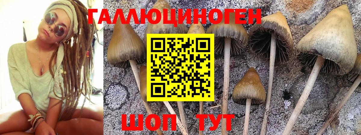 Псилоцибиновые грибы прущие грибы Нерюнгри